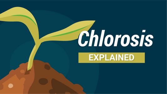 Chlorosis Explained