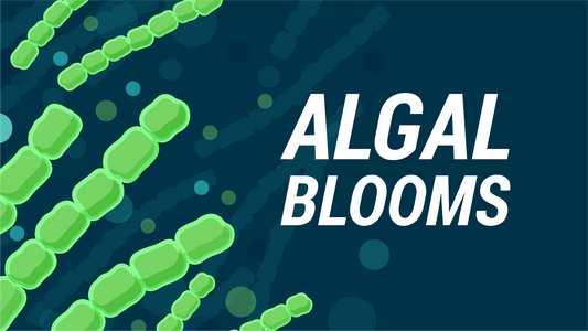 Algal Bloom