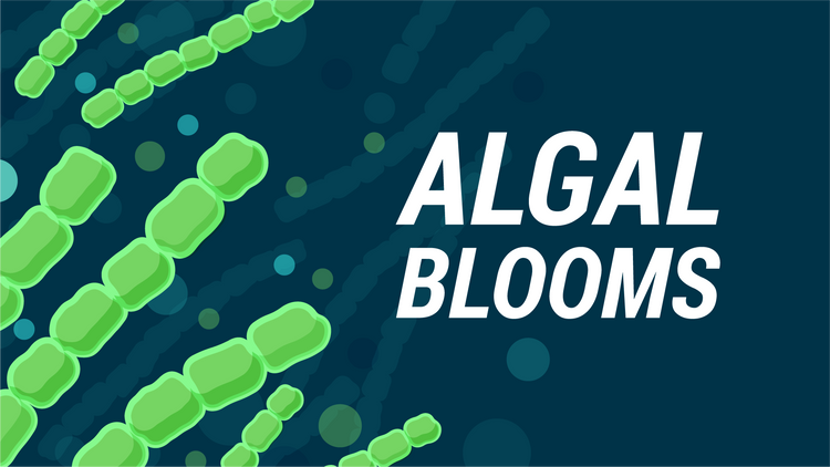 Algal Bloom